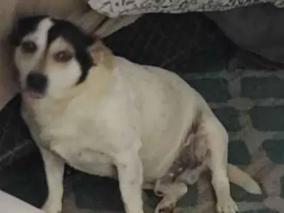 Cachorro raça SRD-ViraLata idade 6 ou mais anos nome Fred