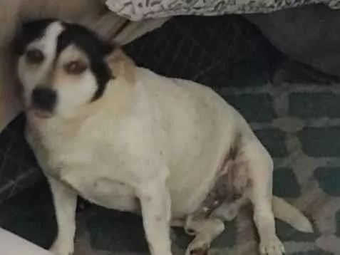 Cachorro ra a SRD-ViraLata idade 6 ou mais anos nome Fred