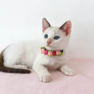 Gato raça SRD-ViraLata idade 2 a 6 meses nome Lily