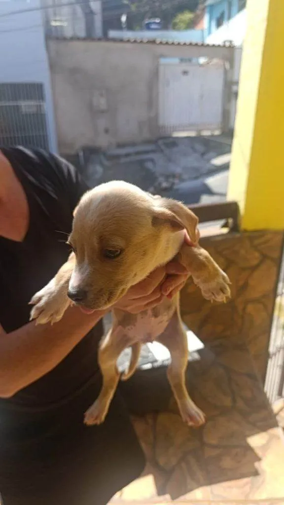 Cachorro ra a SRD-ViraLata idade Abaixo de 2 meses nome Falar com Gustavo - Whats 11 97516-6541