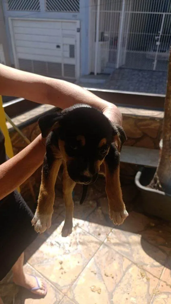 Cachorro ra a SRD-ViraLata idade Abaixo de 2 meses nome Falar com Gustavo - Whats 11 97516-6541