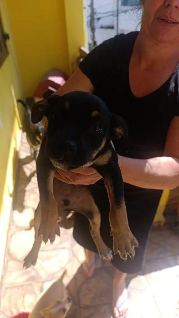 Cachorro ra a SRD-ViraLata idade Abaixo de 2 meses nome Falar com Gustavo - Whats 11 97516-6541