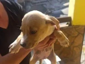 Cachorro raça SRD-ViraLata idade Abaixo de 2 meses nome Falar com Gustavo - Whats 11 97516-6541