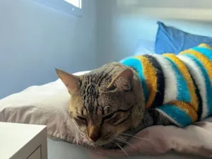 Gato raça SRD-ViraLata idade 2 a 6 meses nome Falar com Francini  - Whats 48 98467-4427