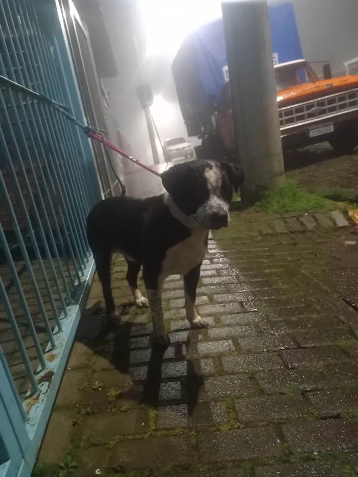 Cachorro ra a Pit-Bull idade 2 anos nome Zeus 