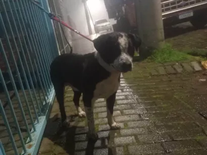 Cachorro raça Pit-Bull idade 2 anos nome Zeus 