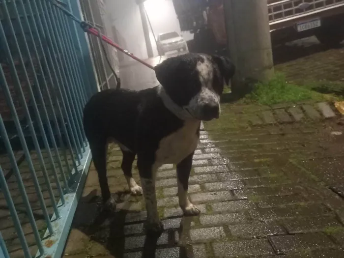 Cachorro ra a Pit-Bull idade 2 anos nome Zeus 