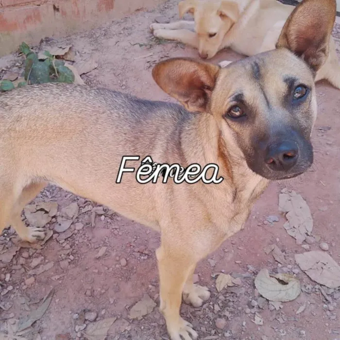 Cachorro ra a SRD-ViraLata idade 2 a 6 meses nome Falar com Cristina - Whats 11 94238-0176