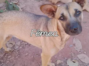 Cachorro raça SRD-ViraLata idade 2 a 6 meses nome Falar com Cristina - Whats 11 94238-0176