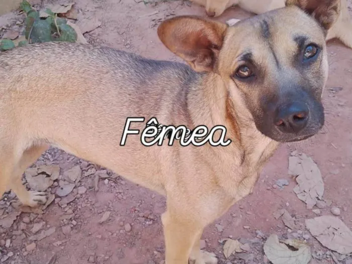 Cachorro ra a SRD-ViraLata idade 2 a 6 meses nome Falar com Cristina - Whats 11 94238-0176