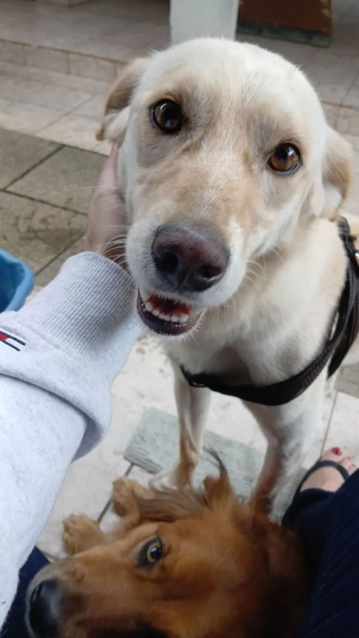 Cachorro ra a SRD-ViraLata idade 5 anos nome Zeus
