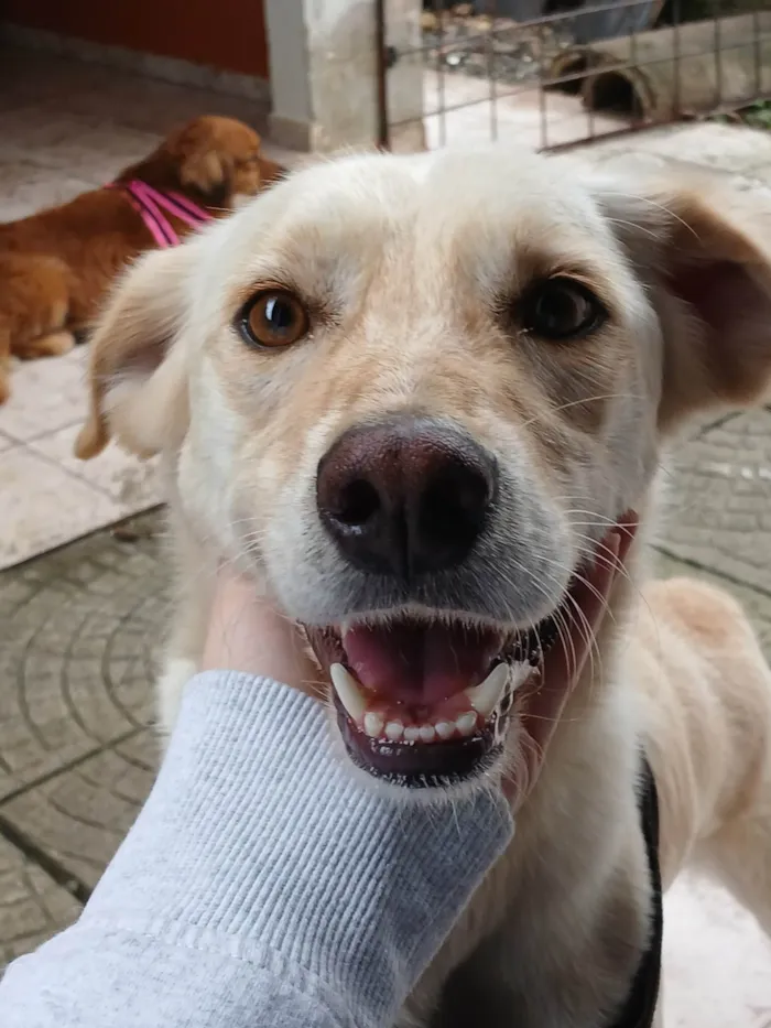 Cachorro ra a SRD-ViraLata idade 5 anos nome Zeus