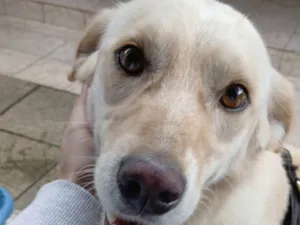 Cachorro raça SRD-ViraLata idade 5 anos nome Zeus