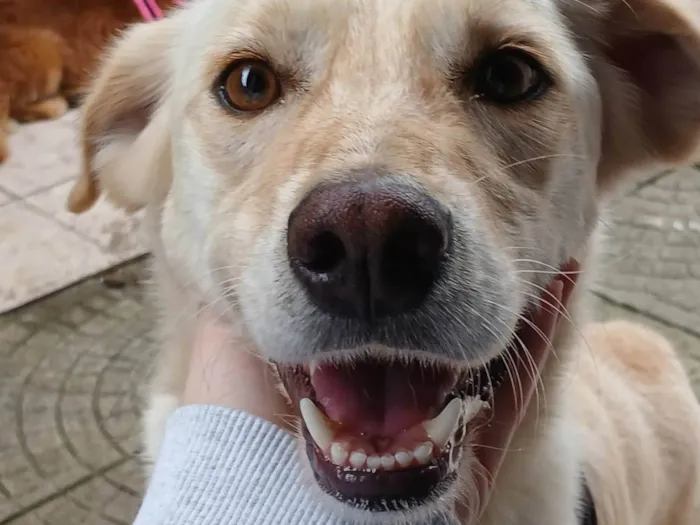Cachorro ra a SRD-ViraLata idade 5 anos nome Zeus