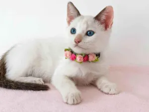 Gato raça SRD-ViraLata idade 2 a 6 meses nome Lily