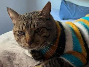 Gato raça SRD-ViraLata idade 2 a 6 meses nome Falar com Francini  - Whats 48 98467-4427