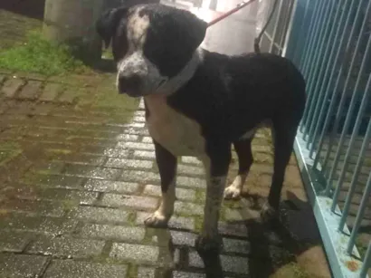 Cachorro raça Pit-Bull idade 2 anos nome Zeus 
