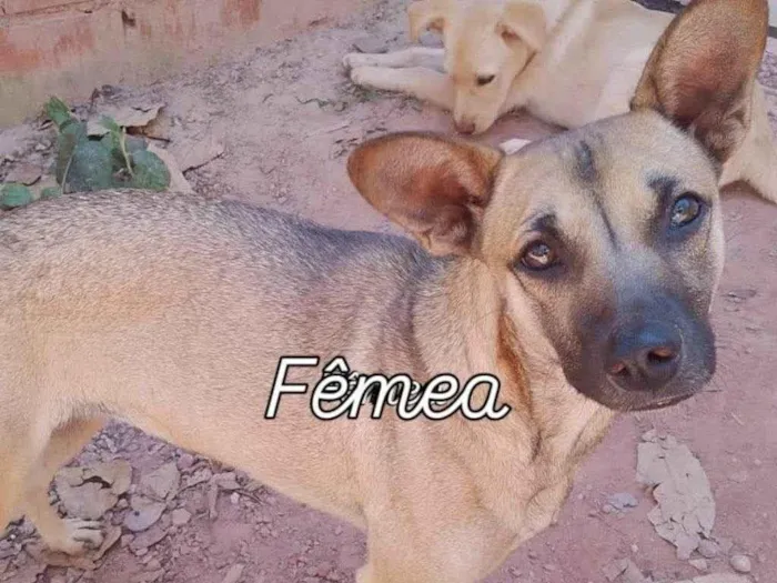 Cachorro ra a SRD-ViraLata idade 2 a 6 meses nome Falar com Cristina - Whats 11 94238-0176