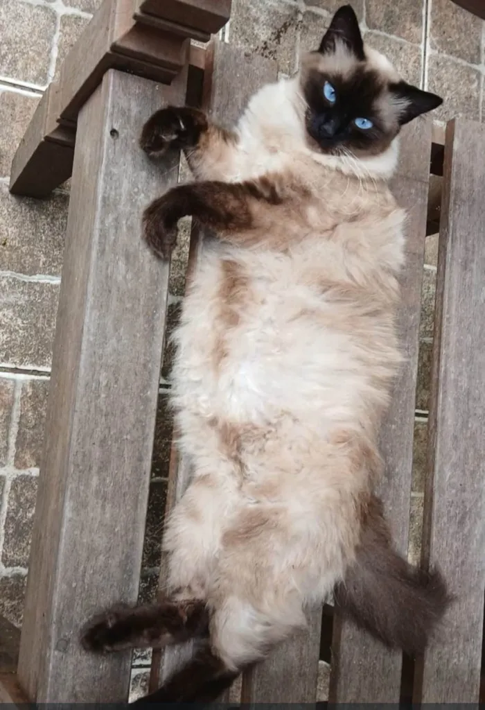 Gato ra a Siamês idade 4 anos nome Alice