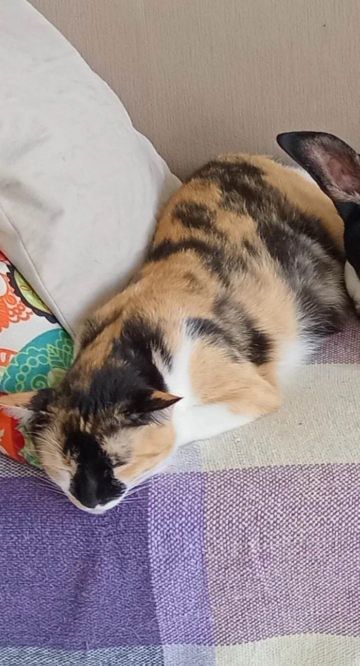 Gato ra a SRD-ViraLata idade 3 anos nome Lia e Vovô 