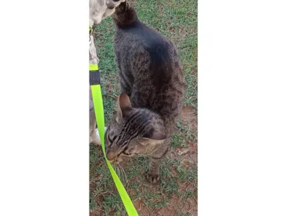 Gato raça SRD-ViraLata idade 3 anos nome Lia e Vovô 