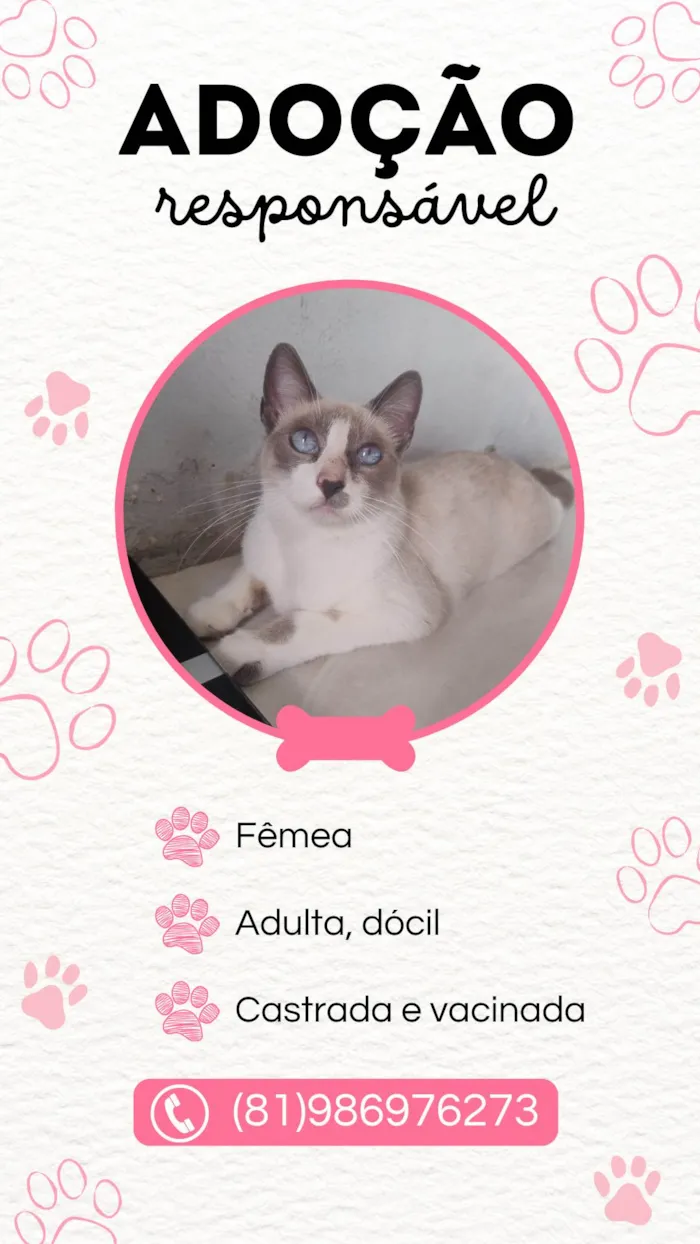 Gato ra a SRD-ViraLata idade 2 anos nome Teté