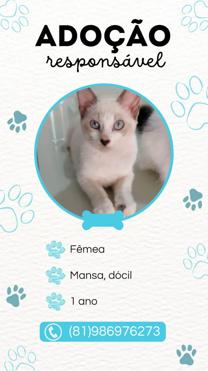 Gato ra a SRD-ViraLata idade 1 ano nome Mimi