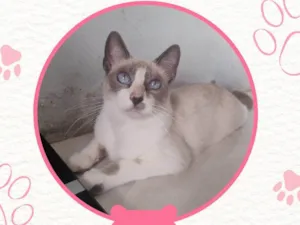 Gato raça SRD-ViraLata idade 2 anos nome Teté