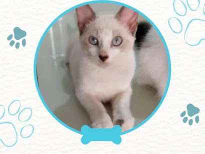 Gato raça SRD-ViraLata idade 1 ano nome Mimi