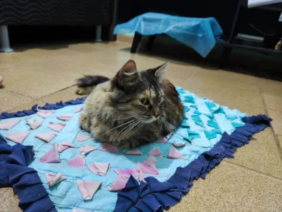 Gato raça SRD-ViraLata idade 4 anos nome Docinho