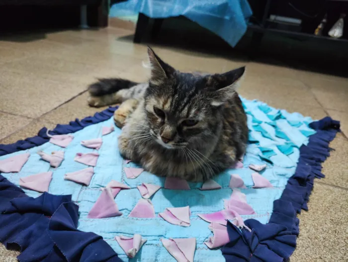 Gato ra a SRD-ViraLata idade 4 anos nome Docinho