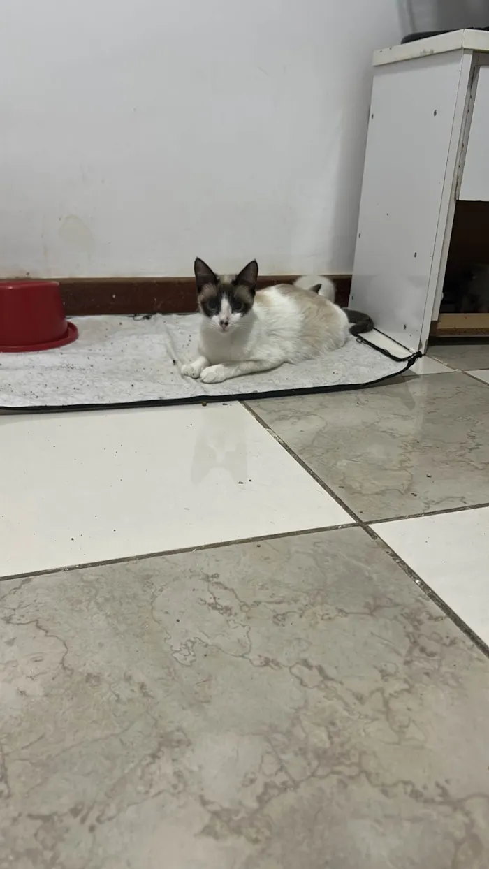 Gato ra a Angorá idade Abaixo de 2 meses nome Cal e boy