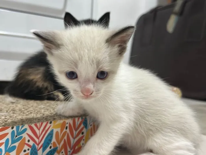 Gato ra a Angorá idade Abaixo de 2 meses nome Cal e boy