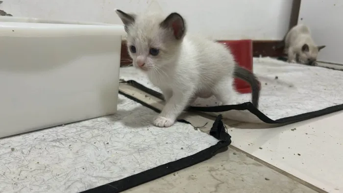 Gato ra a Angorá idade Abaixo de 2 meses nome Cal e boy