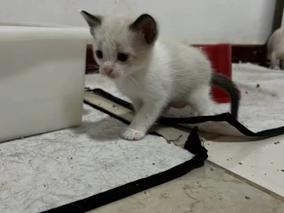 Gato raça Angorá idade Abaixo de 2 meses nome Cal e boy