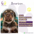 Bourbon 