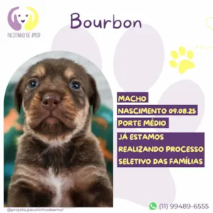 Cachorro raça SRD-ViraLata idade Abaixo de 2 meses nome Bourbon 