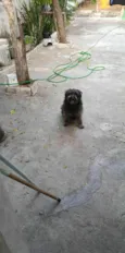 bobe