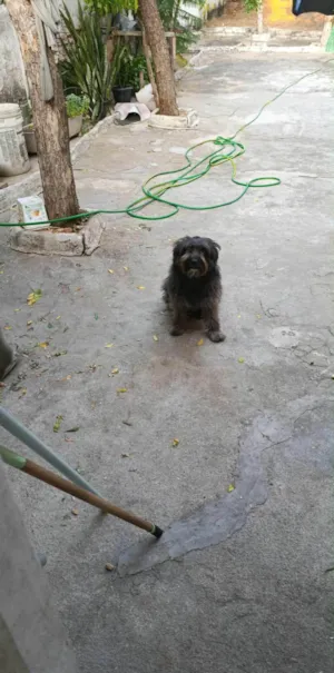 Cachorro raça Sheepdog idade 2 anos nome bobe