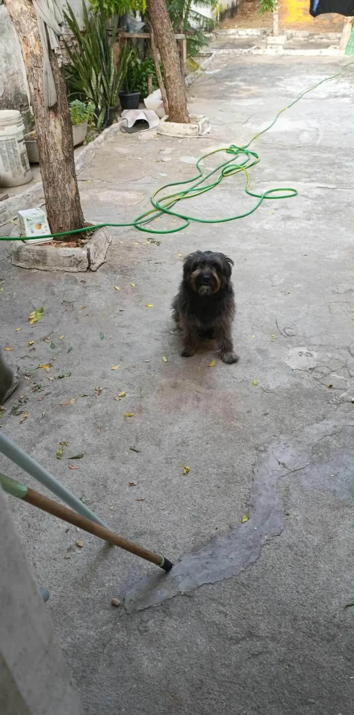 Cachorro ra a Sheepdog idade 2 anos nome bobe