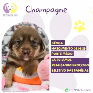 Cachorro raça SRD-ViraLata idade Abaixo de 2 meses nome Champagne 