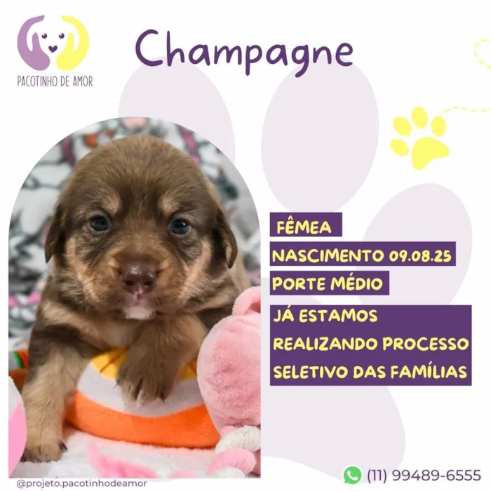 Cachorro ra a SRD-ViraLata idade Abaixo de 2 meses nome Champagne 