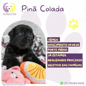 Cachorro raça SRD-ViraLata idade Abaixo de 2 meses nome Pinã Colada