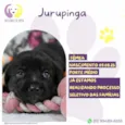 Jurupinga