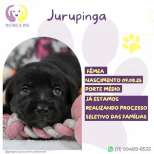 Cachorro raça SRD-ViraLata idade Abaixo de 2 meses nome Jurupinga