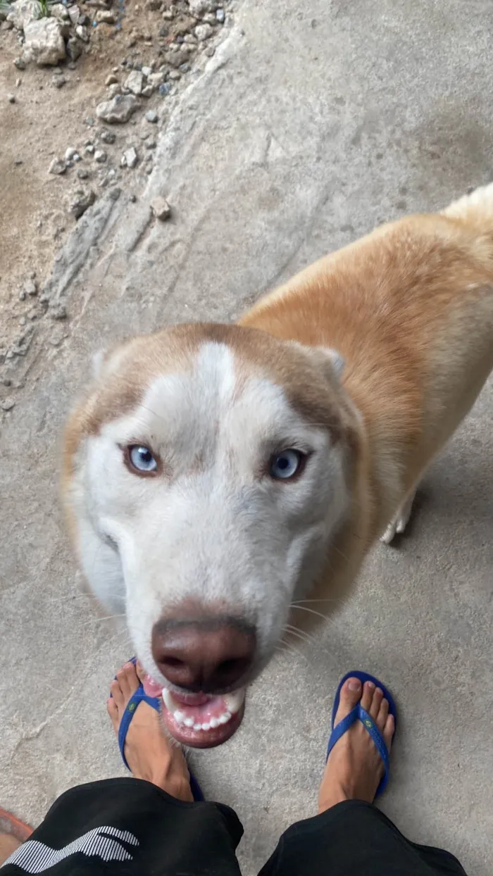 Cachorro ra a Husky Siberiano idade 1 ano nome Ares