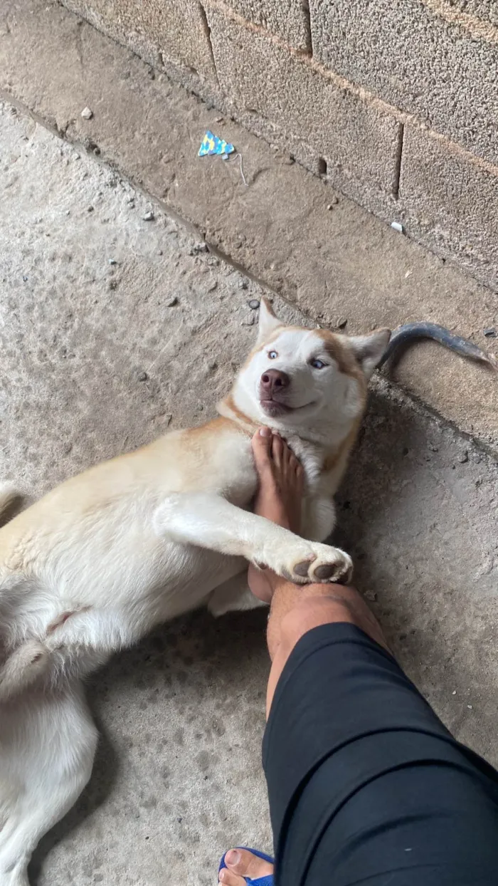 Cachorro ra a Husky Siberiano idade 1 ano nome Ares
