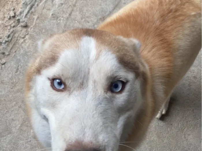 Cachorro ra a Husky Siberiano idade 1 ano nome Ares