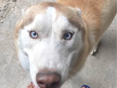 Cachorro raça Husky Siberiano idade 1 ano nome Ares