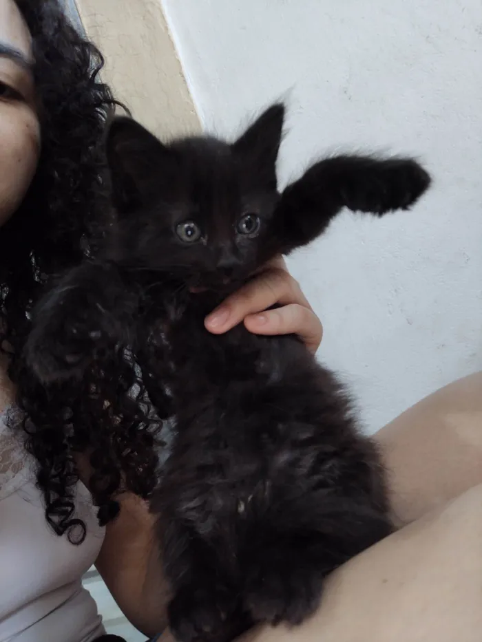 Gato ra a SRD-ViraLata idade Abaixo de 2 meses nome Café e Luna